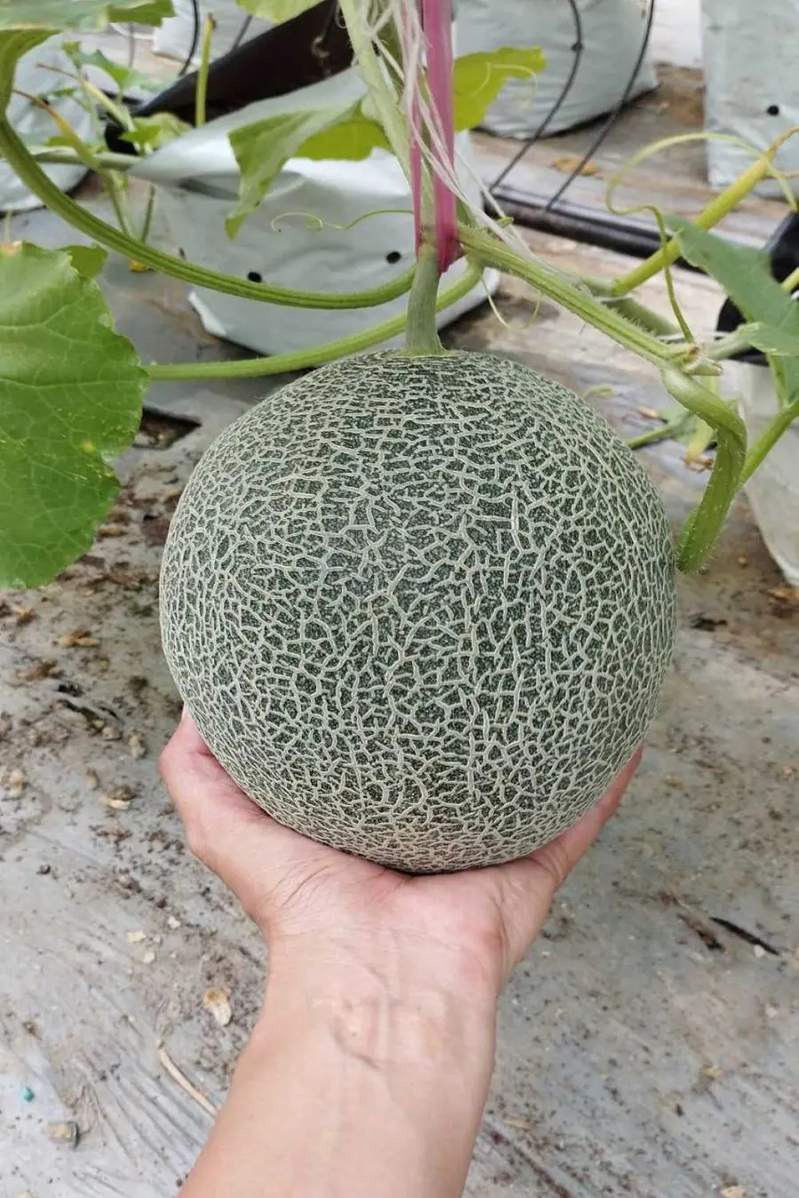 Kh&aacute;m ph&aacute; Vườn dưa lưới Givi Farm nổi tiếng ở v&ugrave;ng đất Bảy N&uacute;i 3