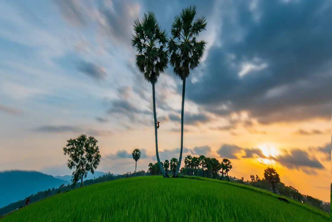 Những địa điểm Chụp ảnh với c&acirc;y thốt nốt An Giang 12