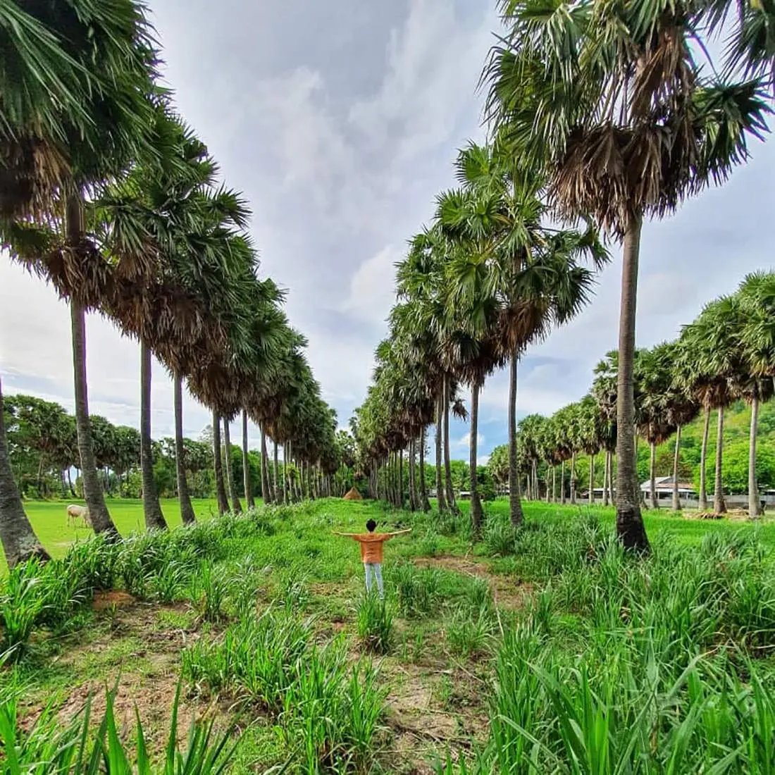 Những địa điểm Chụp ảnh với c&acirc;y thốt nốt An Giang 11