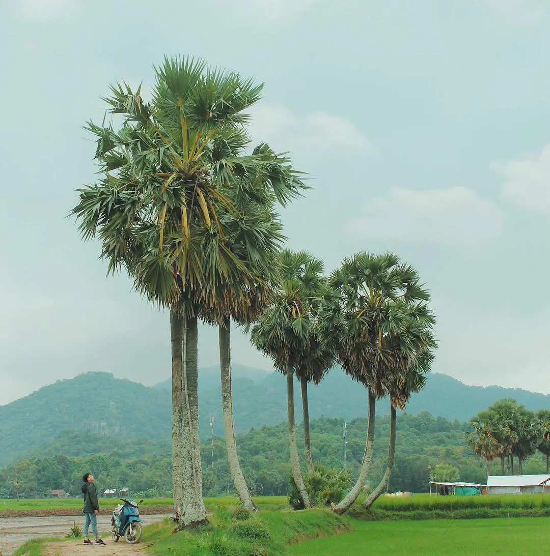 Những địa điểm Chụp ảnh với c&acirc;y thốt nốt An Giang 4