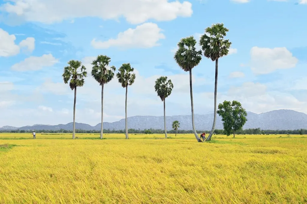 Những địa điểm Chụp ảnh với c&acirc;y thốt nốt An Giang 14
