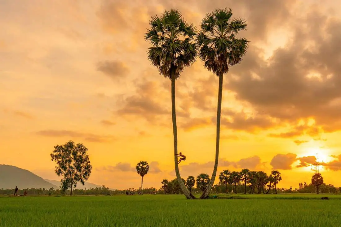 Những địa điểm Chụp ảnh với c&acirc;y thốt nốt An Giang 13