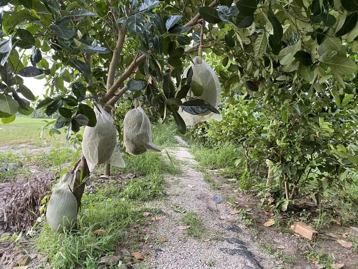 N&ocirc;ng trại Phan Nam, khu vườn xanh b&aacute;t ng&aacute;t giữa l&ograve;ng An Giang 9