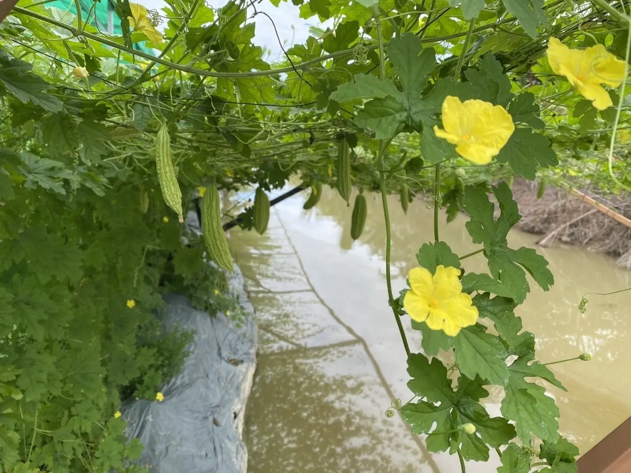 N&ocirc;ng trại Phan Nam, khu vườn xanh b&aacute;t ng&aacute;t giữa l&ograve;ng An Giang 4
