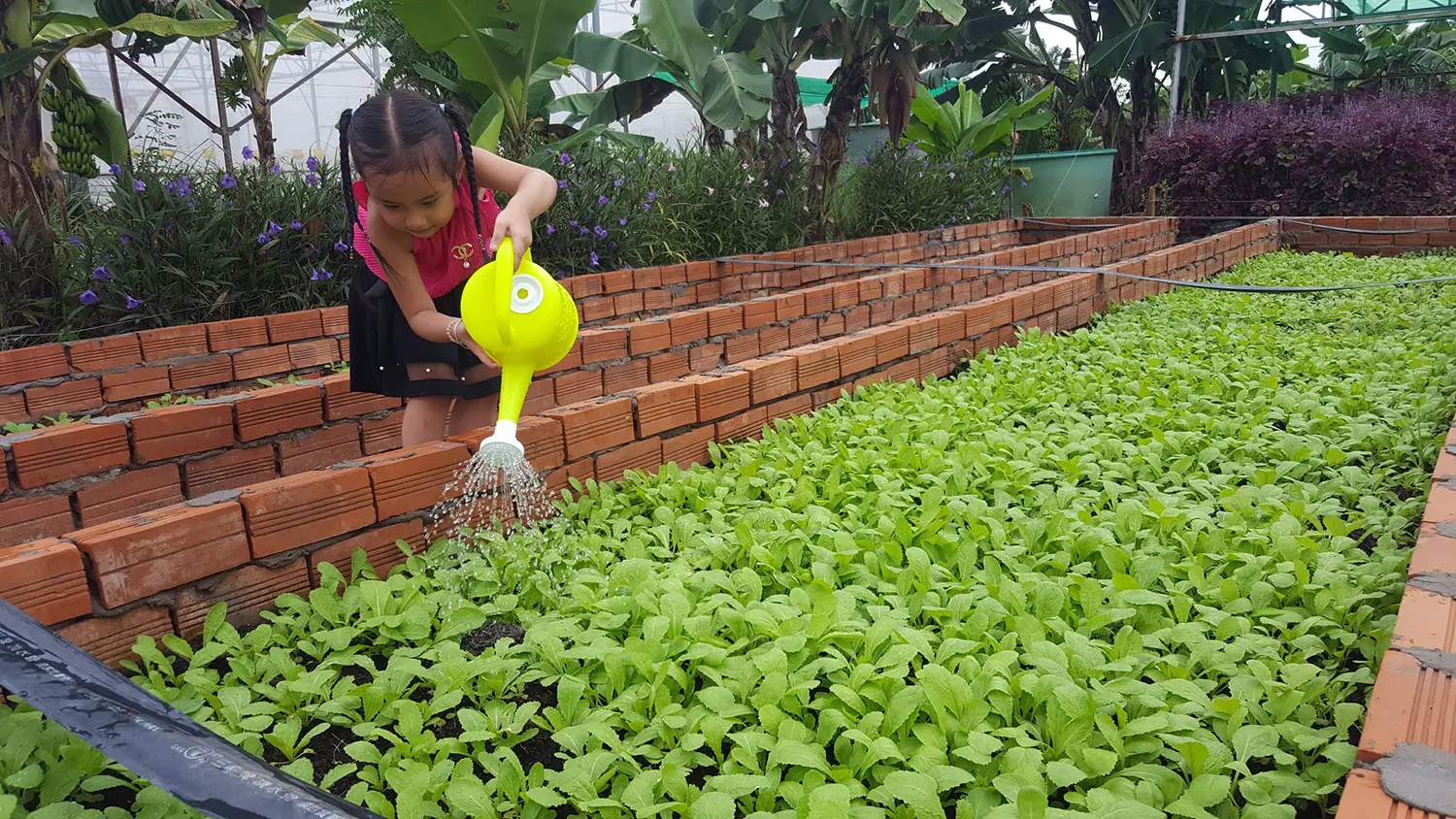 N&ocirc;ng trại Phan Nam, khu vườn xanh b&aacute;t ng&aacute;t giữa l&ograve;ng An Giang 10