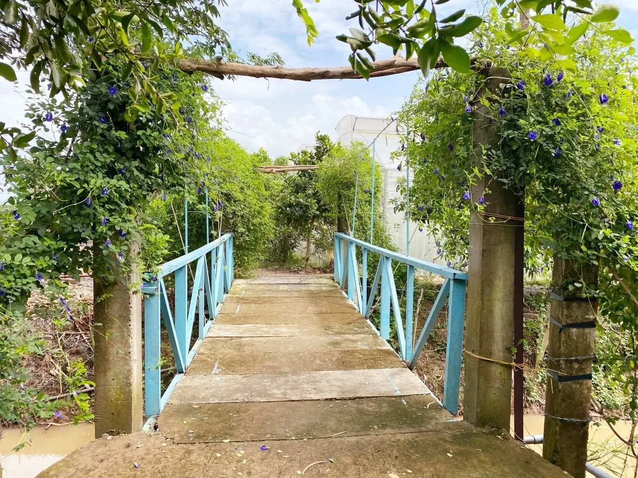 N&ocirc;ng trại Phan Nam, khu vườn xanh b&aacute;t ng&aacute;t giữa l&ograve;ng An Giang 3