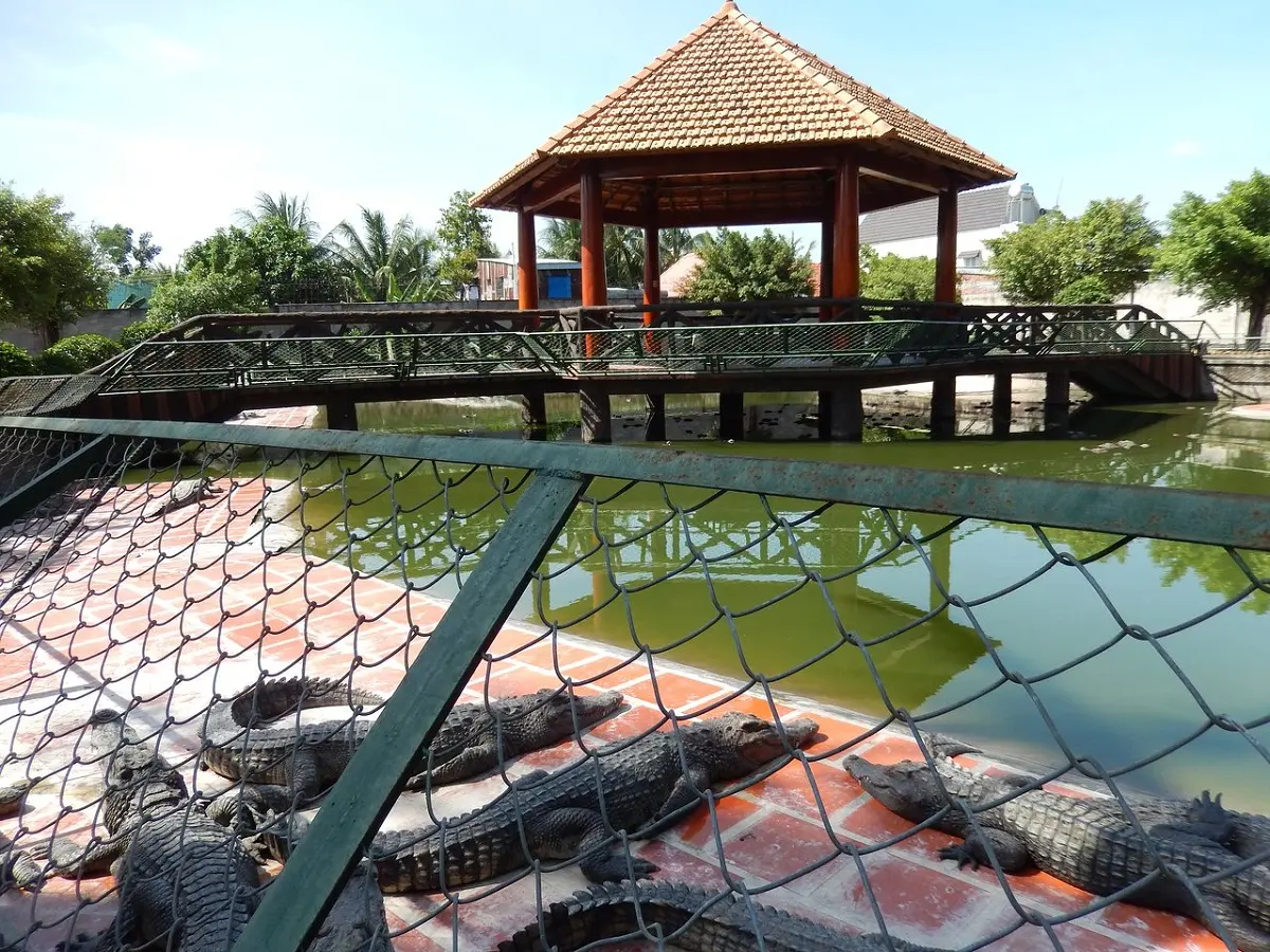 Trại C&aacute; Sấu Long Xuy&ecirc;n, kh&aacute;m ph&aacute; vương quốc của lo&agrave;i động vật kỳ th&uacute; 4