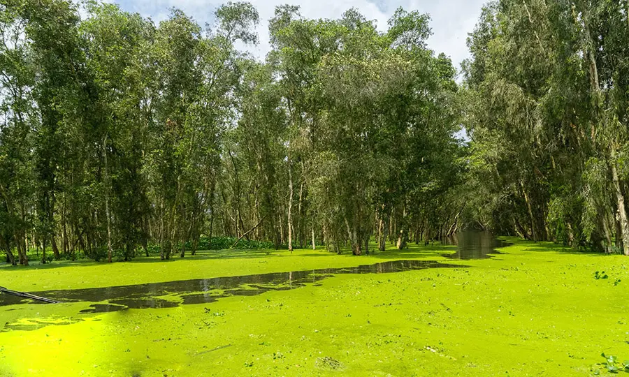 Vẻ đẹp m&ugrave;a nước nổi An Giang khiến bất cứ ai cũng phải say l&ograve;ng 6