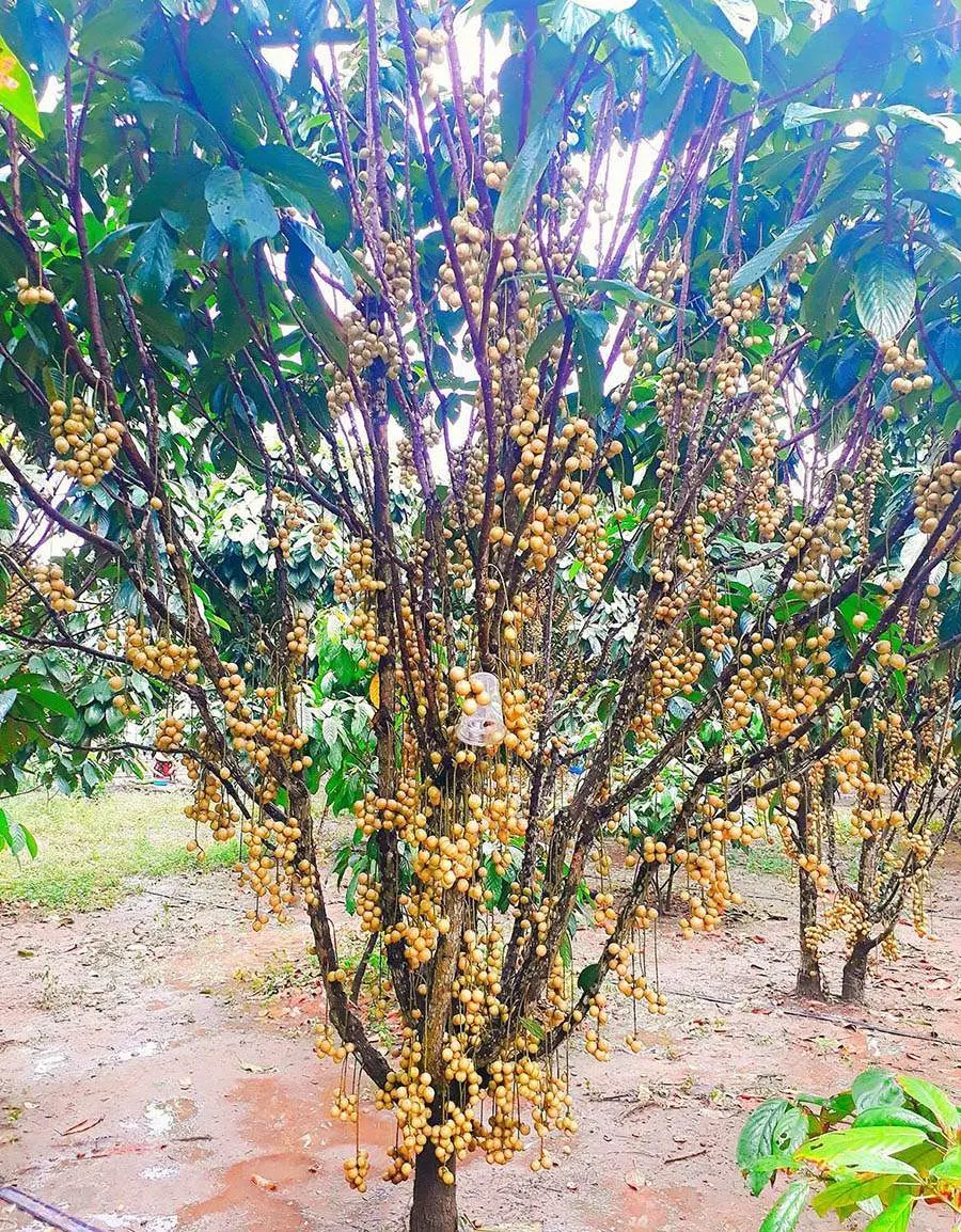 Vườn d&acirc;u 5 Cảnh Mỹ Lu&ocirc;ng, thi&ecirc;n đường d&acirc;u da đất xứ An Giang 4