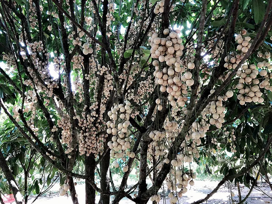 Vườn d&acirc;u 5 Cảnh Mỹ Lu&ocirc;ng, thi&ecirc;n đường d&acirc;u da đất xứ An Giang 3