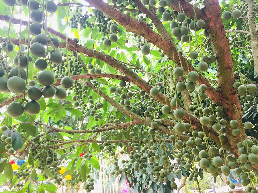 Vườn d&acirc;u 5 Cảnh Mỹ Lu&ocirc;ng, thi&ecirc;n đường d&acirc;u da đất xứ An Giang 2