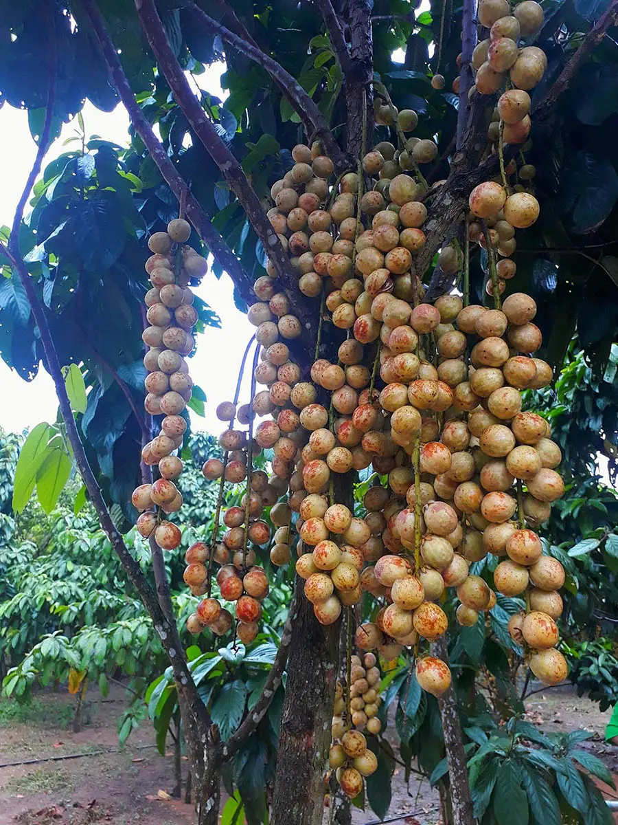 Vườn d&acirc;u 5 Cảnh Mỹ Lu&ocirc;ng, thi&ecirc;n đường d&acirc;u da đất xứ An Giang 5