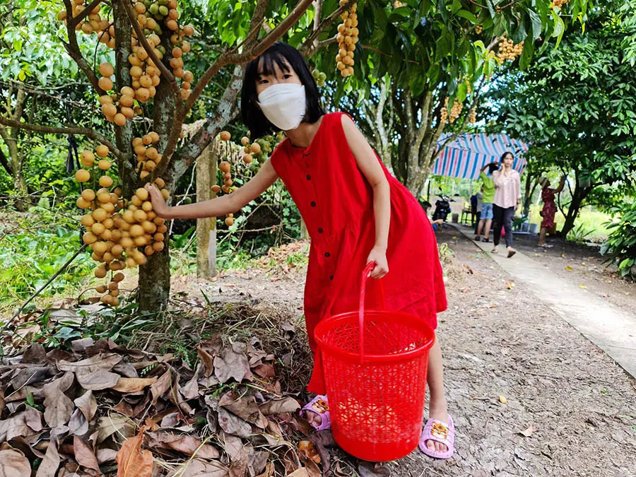 Vườn d&acirc;u 5 Cảnh Mỹ Lu&ocirc;ng, thi&ecirc;n đường d&acirc;u da đất xứ An Giang 8