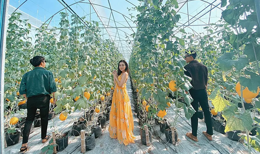 Vườn dưa &Uacute;t Phong Ch&acirc;u Đốc, Đ&agrave; Lạt thu nhỏ giữa miền s&ocirc;ng nước 6