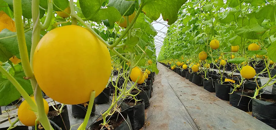 Vườn dưa &Uacute;t Phong Ch&acirc;u Đốc, Đ&agrave; Lạt thu nhỏ giữa miền s&ocirc;ng nước 2