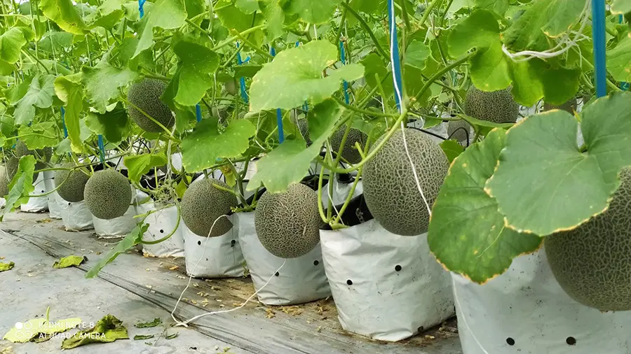 Vườn dưa &Uacute;t Phong Ch&acirc;u Đốc, Đ&agrave; Lạt thu nhỏ giữa miền s&ocirc;ng nước 3