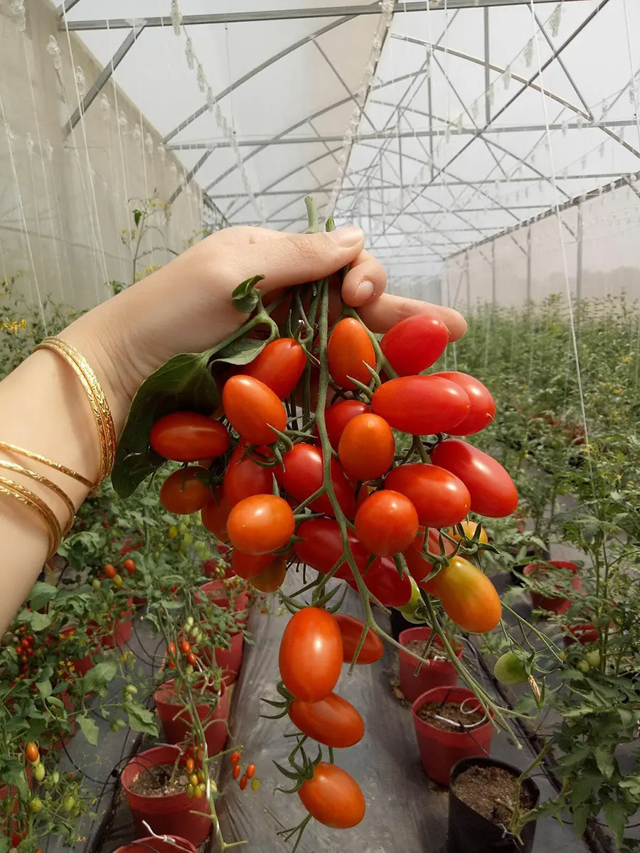 Vườn dưa &Uacute;t Phong Ch&acirc;u Đốc, Đ&agrave; Lạt thu nhỏ giữa miền s&ocirc;ng nước 7