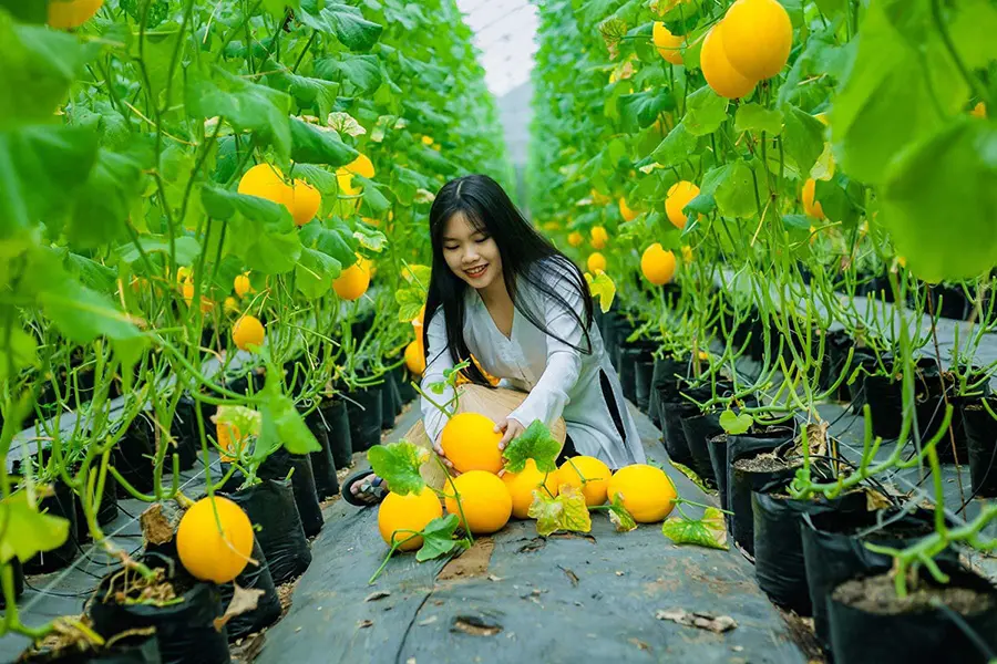 Vườn dưa &Uacute;t Phong Ch&acirc;u Đốc, Đ&agrave; Lạt thu nhỏ giữa miền s&ocirc;ng nước 8