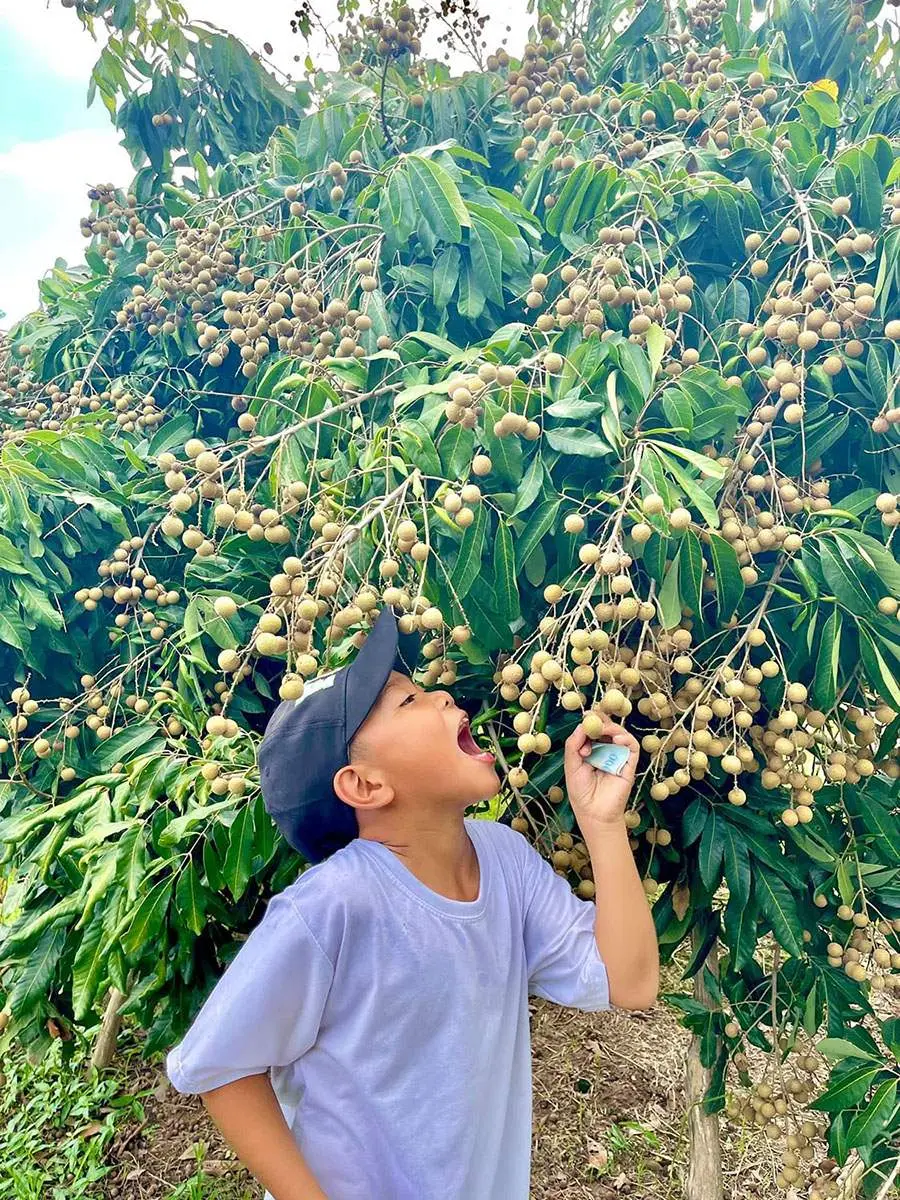Vườn nh&atilde;n IDO &Uacute;t Nh&igrave; Chợ Mới, mộc mạc hương vị c&acirc;y tr&aacute;i miền T&acirc;y 7