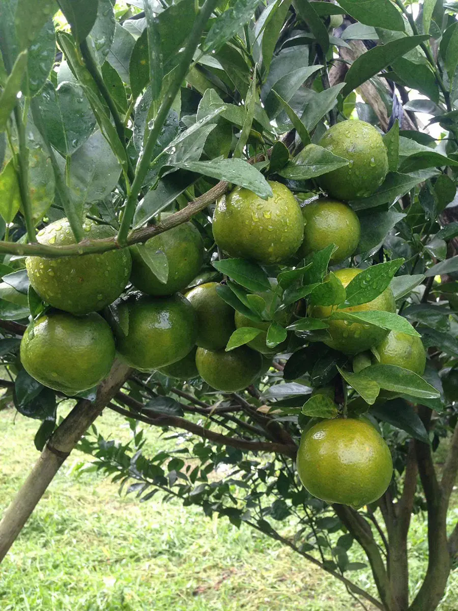 Vườn qu&yacute;t &Ocirc; Một Cột, toạ độ si&ecirc;u hấp dẫn d&agrave;nh cho hội m&ecirc; x&ecirc; dịch 4