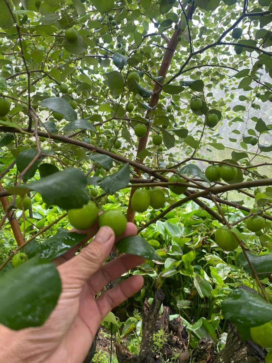 Vườn t&aacute;o hồng Long Xuy&ecirc;n v&agrave; những điều th&uacute; vị bạn n&ecirc;n kh&aacute;m ph&aacute; 4