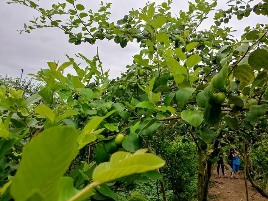 Vườn t&aacute;o hồng Long Xuy&ecirc;n v&agrave; những điều th&uacute; vị bạn n&ecirc;n kh&aacute;m ph&aacute; 2