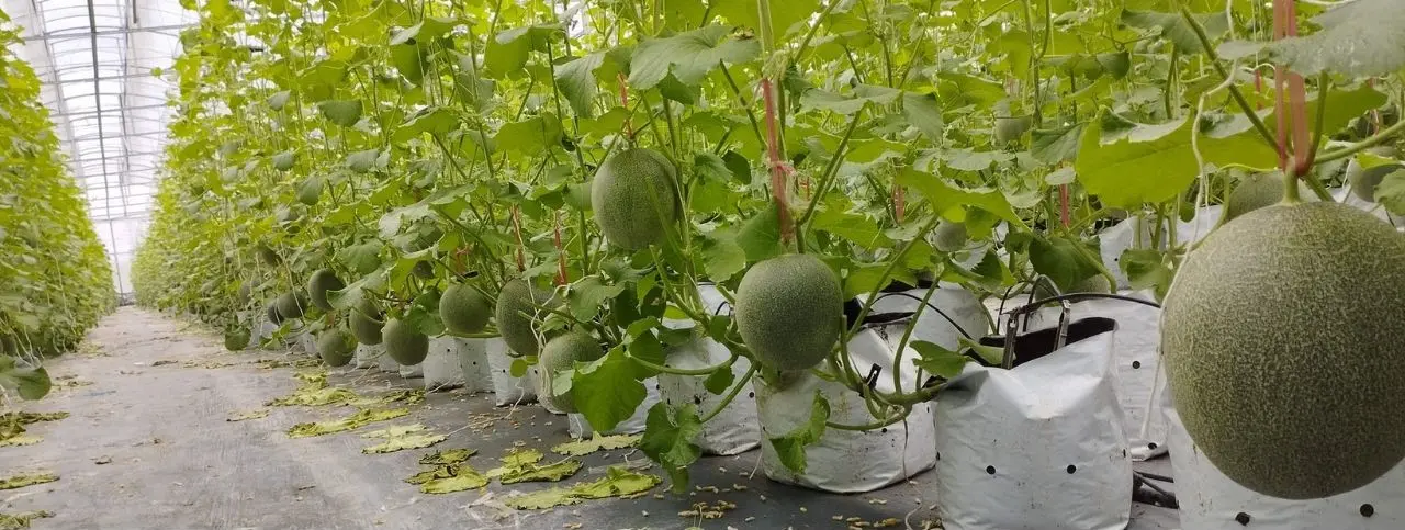 Khám phá Vườn dưa lưới Givi Farm nổi tiếng ở vùng đất Bảy Núi