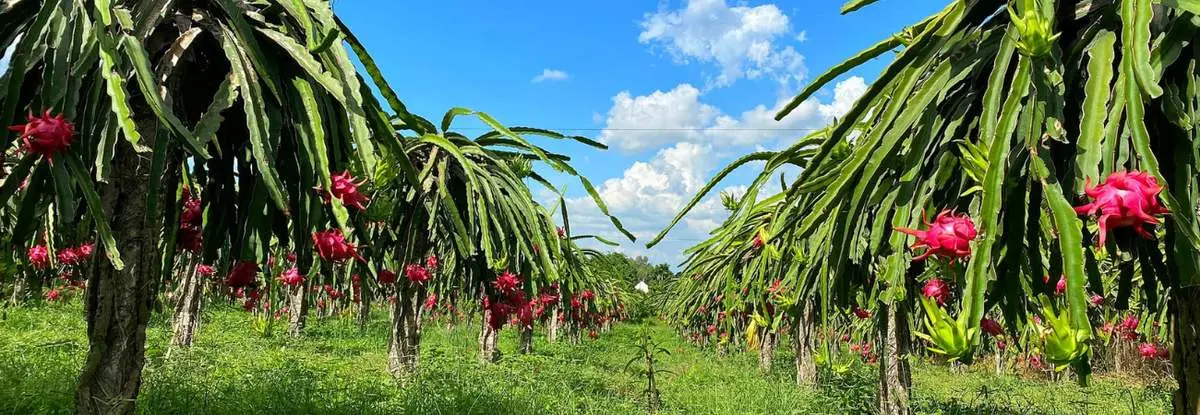 Thăm vườn thanh long ruột đỏ ở Tịnh Biên thưởng thức thứ quả trứ danh