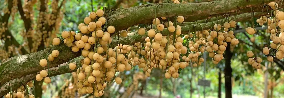 Về Vườn dâu 9 Hoàng xã Vĩnh Trạch trải nghiệm du lịch sinh thái hấp dẫn