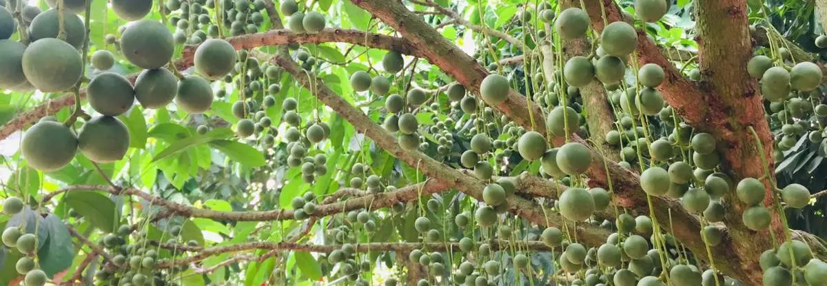 Vườn dâu 5 Cảnh Mỹ Luông, thiên đường dâu da đất xứ An Giang