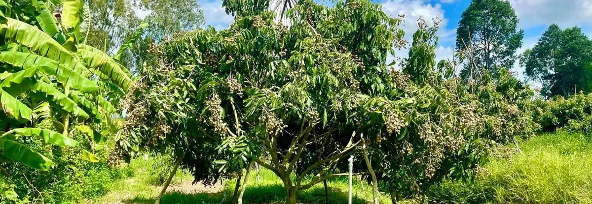 Vườn nhãn IDO Út Nhì Chợ Mới, mộc mạc hương vị cây trái miền Tây