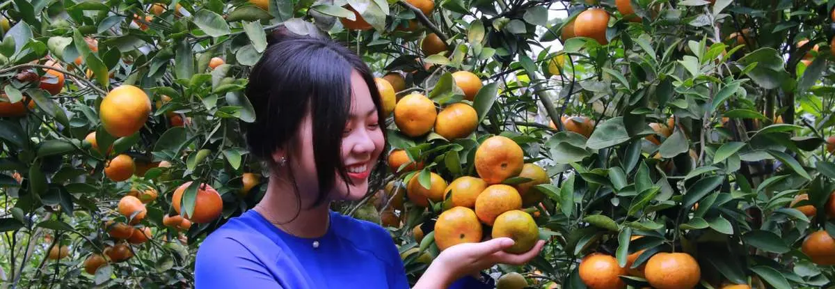 Vườn quýt Ô Một Cột, toạ độ siêu hấp dẫn dành cho hội mê xê dịch