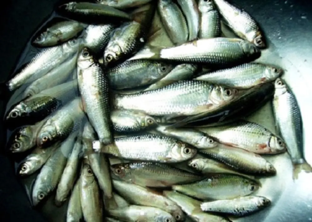 B&aacute;nh phồng c&aacute; linh mang hương vị nồng n&agrave;n của biển cả 3