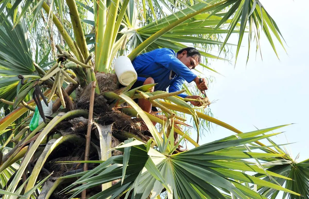 C&acirc;y Thốt nốt An Giang, thức qu&agrave; qu&yacute; gi&aacute; đến từ thi&ecirc;n nhi&ecirc;n 5