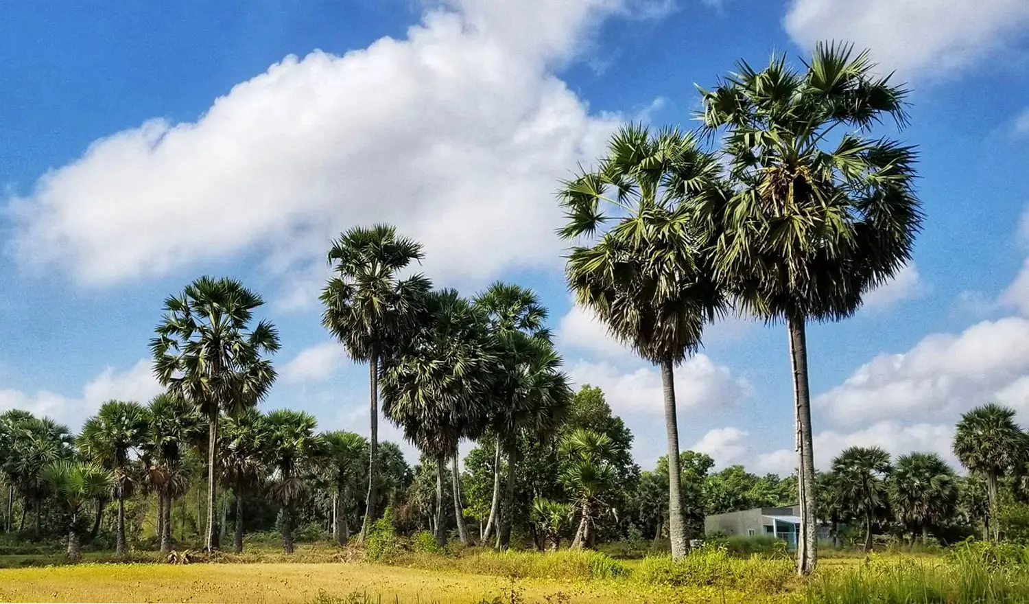 C&acirc;y Thốt nốt An Giang, thức qu&agrave; qu&yacute; gi&aacute; đến từ thi&ecirc;n nhi&ecirc;n 4