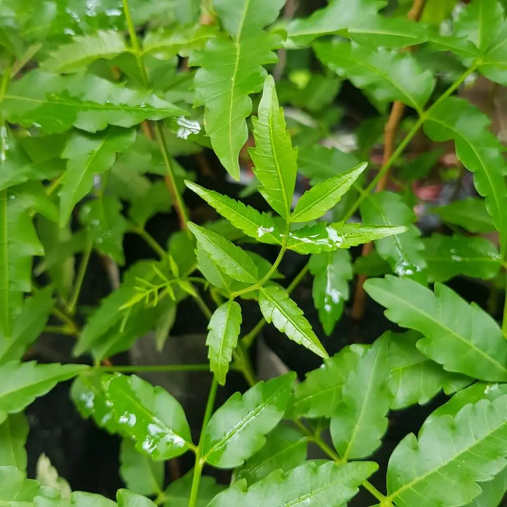 Gỏi sầu đâu An Giang, vị đắng độc đáo miền sông nước 3