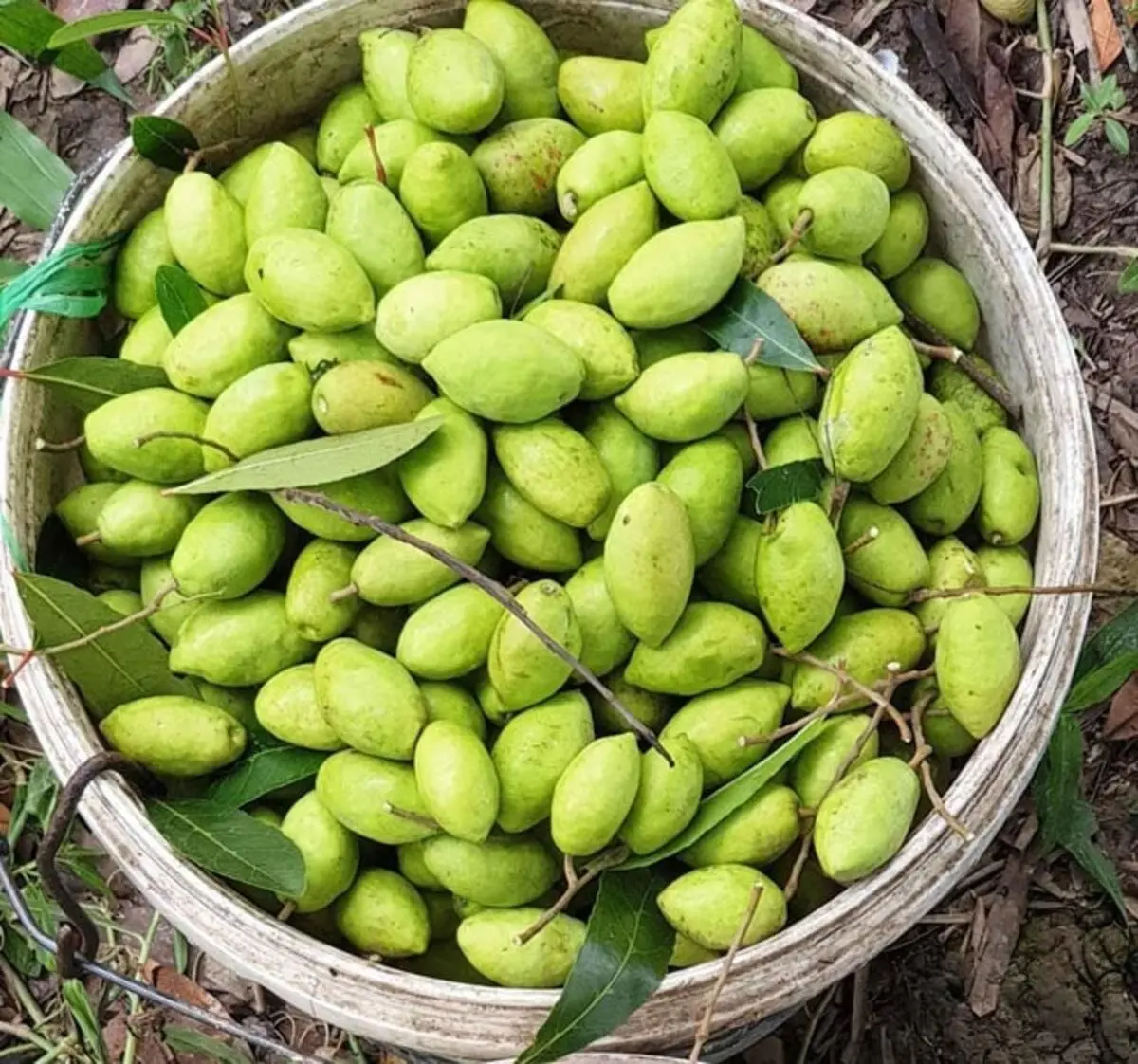 Thưởng thức c&agrave; na đập An Giang, đặc sản chua ngọt ngon miệng 6