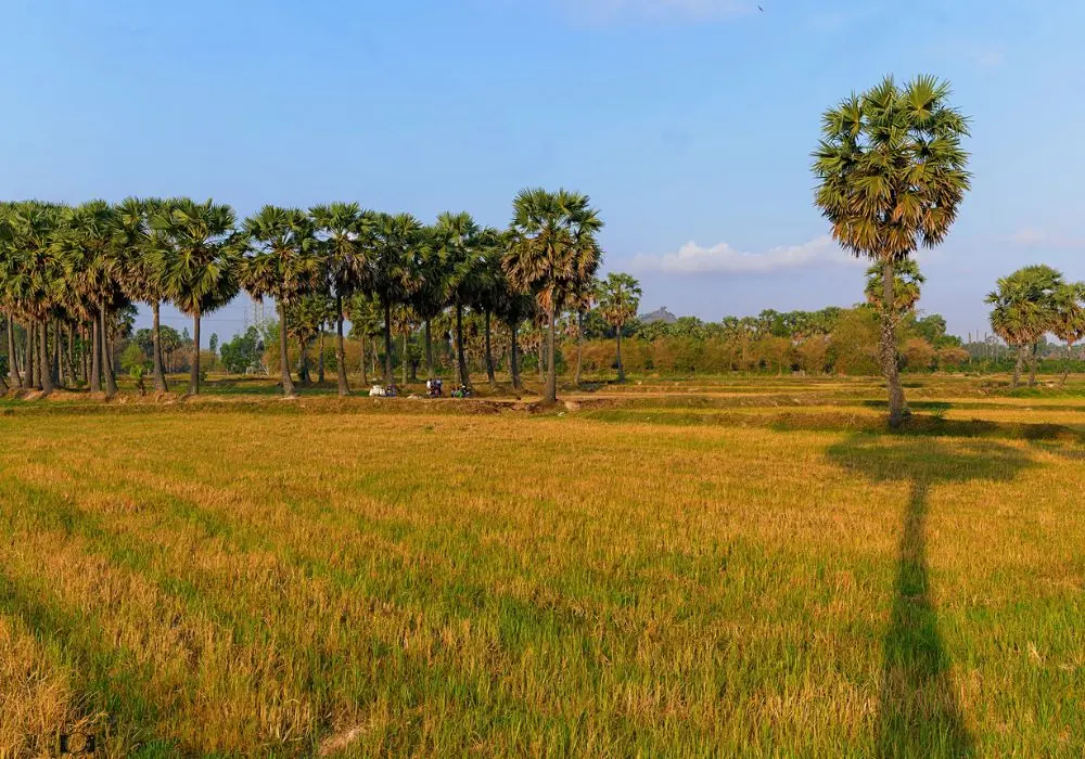 C&aacute;nh đồng thốt nốt An Giang qua loạt ảnh cực ấn tượng 5