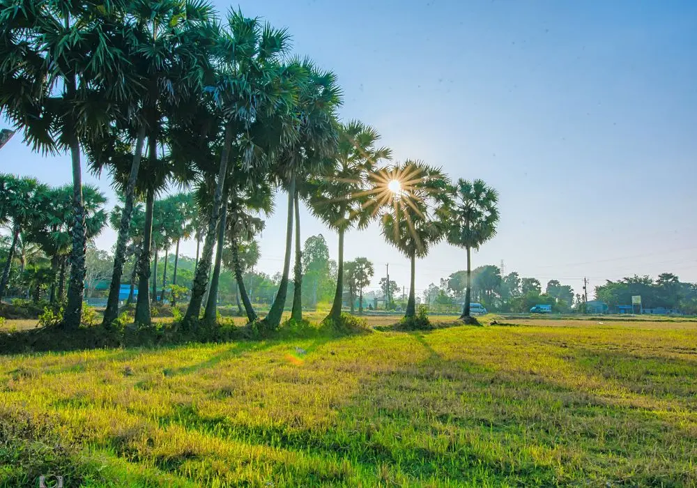C&aacute;nh đồng thốt nốt An Giang qua loạt ảnh cực ấn tượng 3