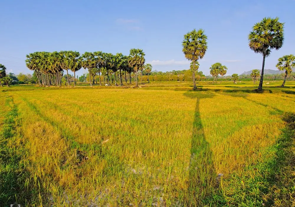C&aacute;nh đồng thốt nốt An Giang qua loạt ảnh cực ấn tượng 2