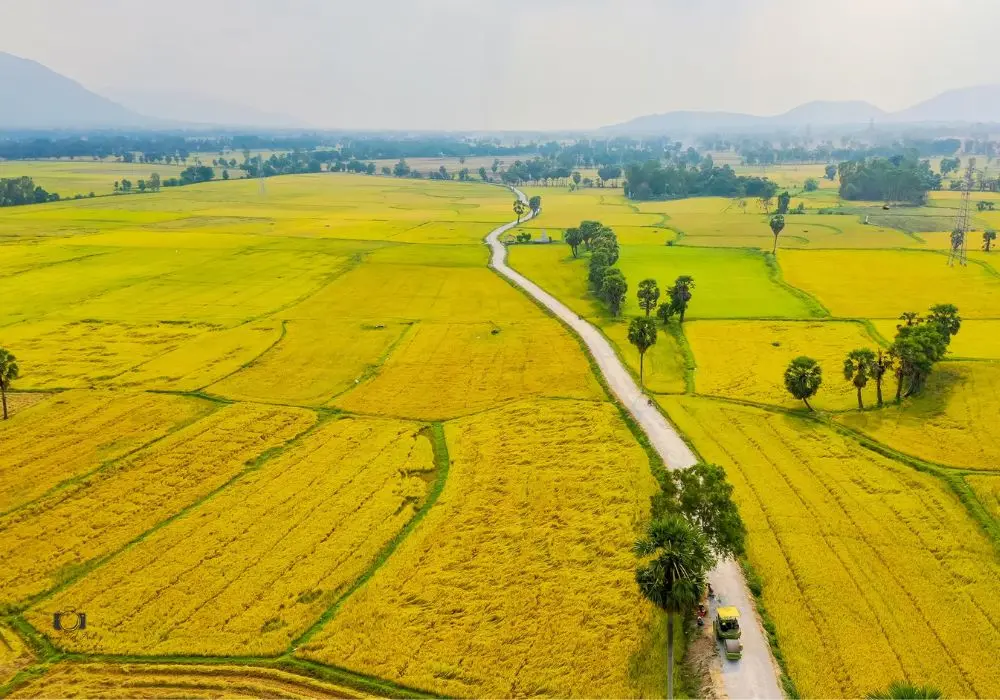 Chi&ecirc;m ngưỡng m&ugrave;a v&agrave;ng An Giang cực thơ mộng, quyến rũ 3
