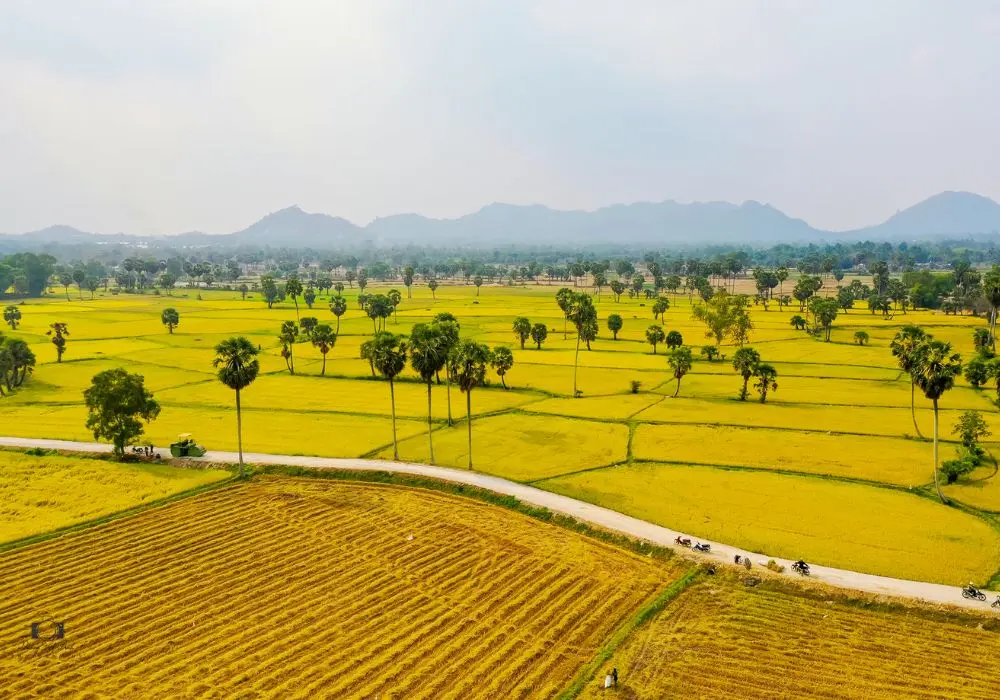 Chi&ecirc;m ngưỡng m&ugrave;a v&agrave;ng An Giang cực thơ mộng, quyến rũ 5