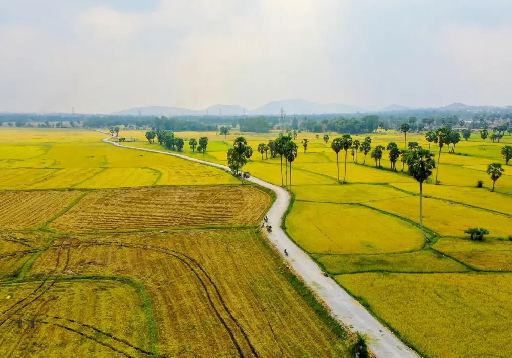 Chi&ecirc;m ngưỡng m&ugrave;a v&agrave;ng An Giang cực thơ mộng, quyến rũ 6