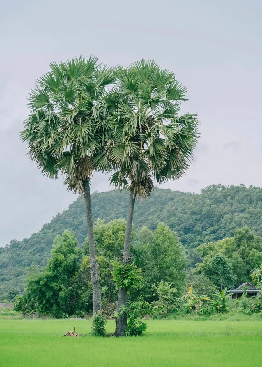 Kh&aacute;m ph&aacute; An Giang với vẻ đẹp thanh b&igrave;nh c&ugrave;ng ch&agrave;ng trai Hung Anh 4