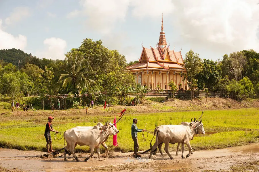 Kh&aacute;m ph&aacute; Lễ hội đua b&ograve; 7 n&uacute;i An Giang truyền thống v&ocirc; c&ugrave;ng đặc sắc 2