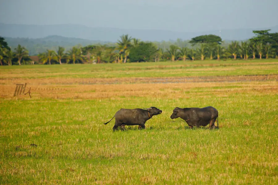 Lang thang An Giang kh&aacute;m ph&aacute; miền qu&ecirc; thanh b&igrave;nh v&agrave;o m&ugrave;a nước nổi 10