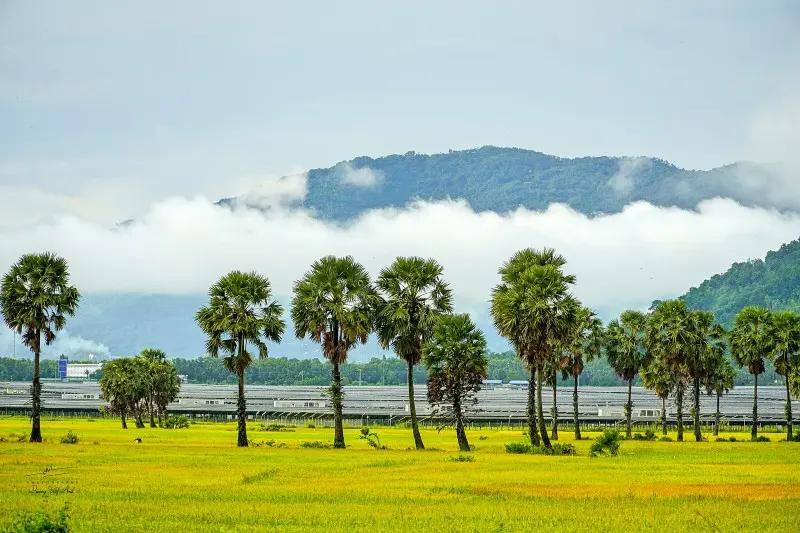 M&ugrave;a v&agrave;ng An Giang đẹp ngỡ ng&agrave;ng qua lăng k&iacute;nh của Dương Việt Anh 9