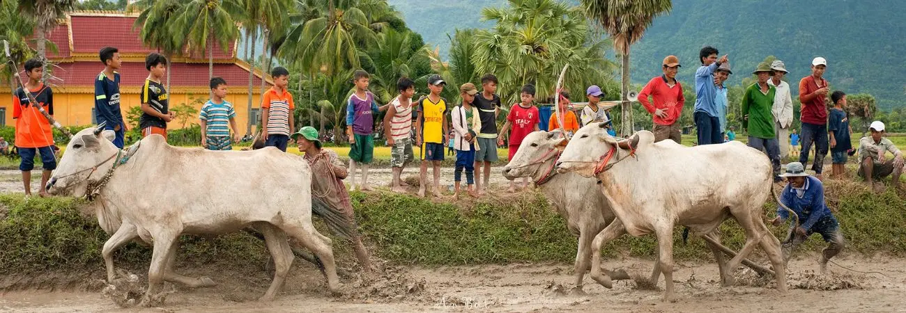 Khám phá Lễ hội đua bò 7 núi An Giang truyền thống vô cùng đặc sắc
