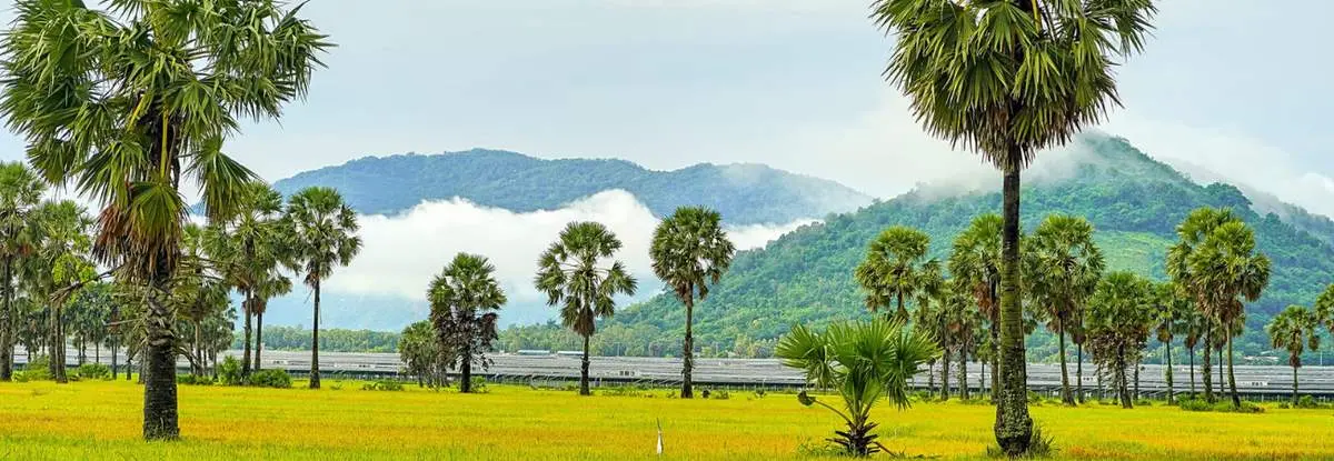 Mùa vàng An Giang đẹp ngỡ ngàng qua lăng kính của Dương Việt Anh