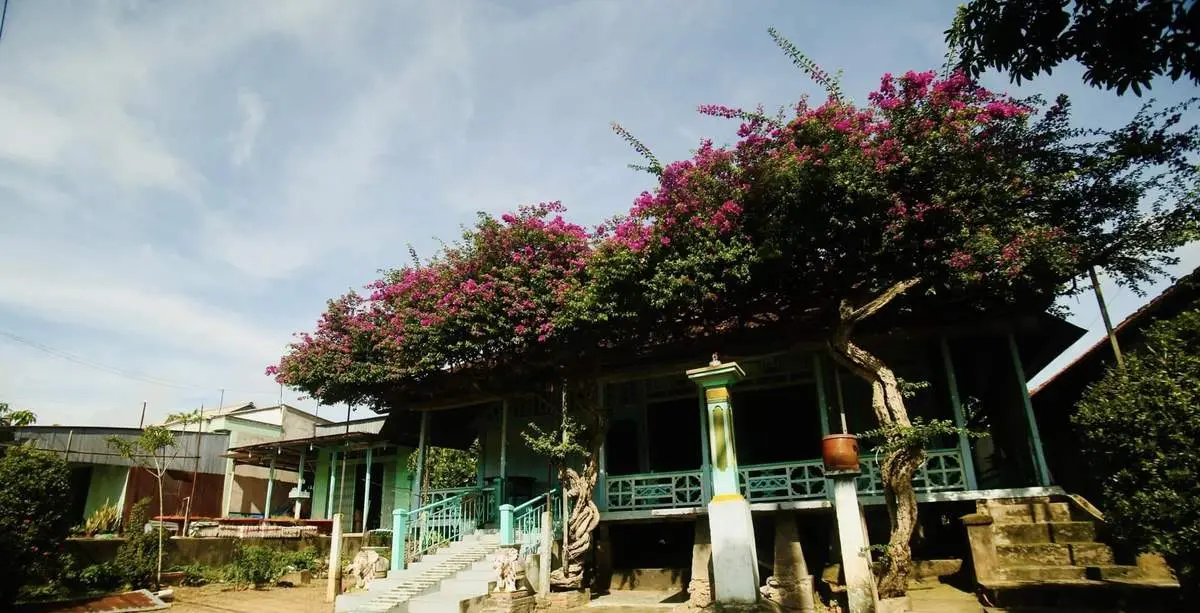 Ngôi nhà hoa giấy ở Phú Tân An Giang, vẻ đẹp thôn quê dịu dàng